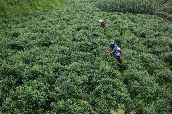 鉢植えで毎年楽しめる！花咲く多年草8選と育て方のコツ