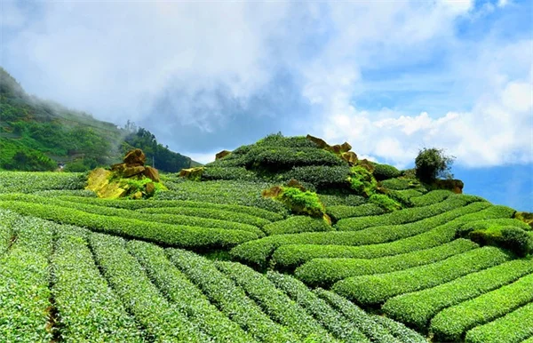 7月でもまだ間に合う！耐暑性宿根草8選｜秋まで花が長く楽しめるコツ