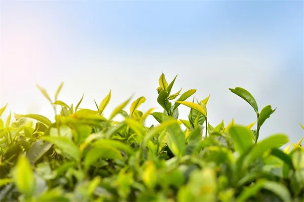10月の芝生管理、必ずやるべき7つのタスク