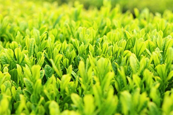 ジャガイモの観葉植物 室内栽培の完全ガイド 失敗しないコツとおすすめ品種