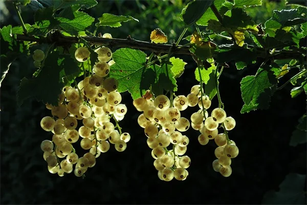 庭を古く見せるハードスケープの簡単なコツ5選
